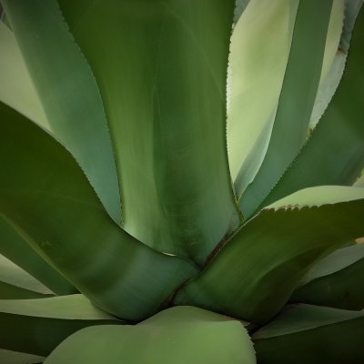 Agave