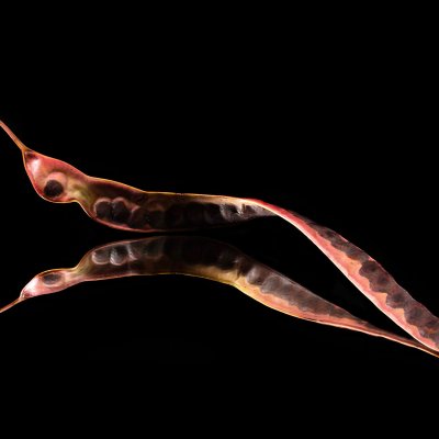 Samenbank XX | Bild No.: X18 | Archiv 1203