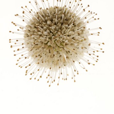 Samenbank XX | Bild No.: X13 | Archiv 06587