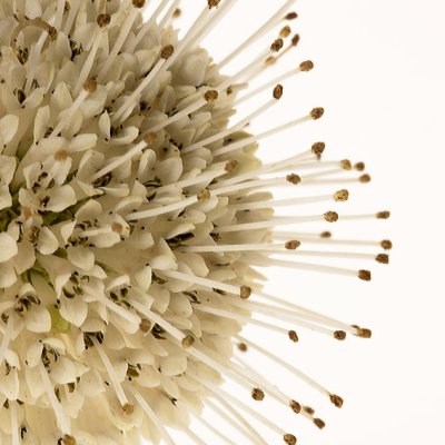 Samenbank XX | Bild No.: X14 | Archiv 6593