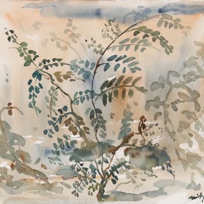 Krishnachura Flammenbaum