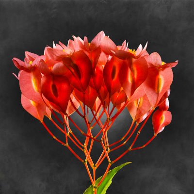 Begonia Coccinea 01 C