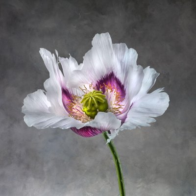 Papaver Somniferum 02B