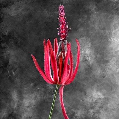 Pavonia Multiflora 02 A