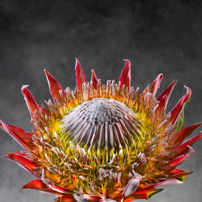 Protea Cynaroides 01