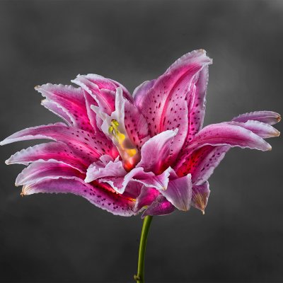 Rose Lily