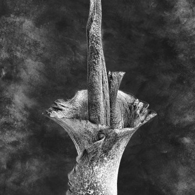 Amorphophallus riviera