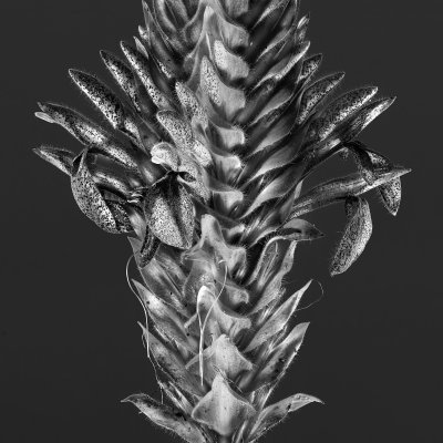 Aphelandra flava 01 D