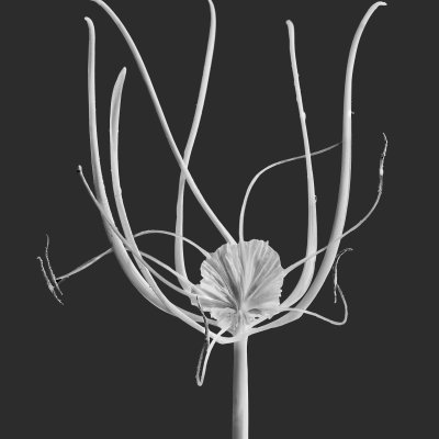 Hymenocallis littoralis 01 C