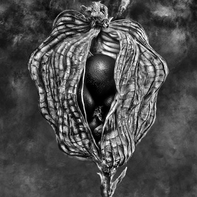 Negrepelisser Collections 06 04 B