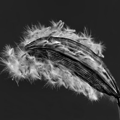 Oleander Samen 010683 SW