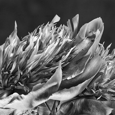 Pfingstrose japanisch