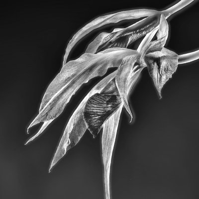 Schombolaelia marilyn