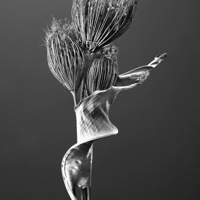 Trockenblumen01 275 F