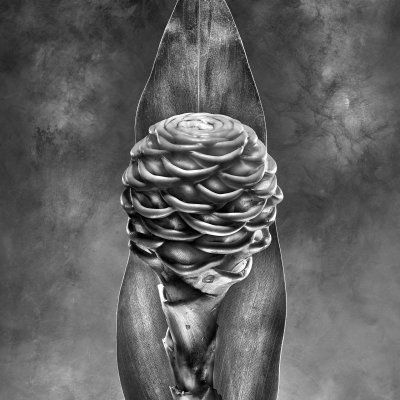 Zingiber spectabile Zingiberaceae