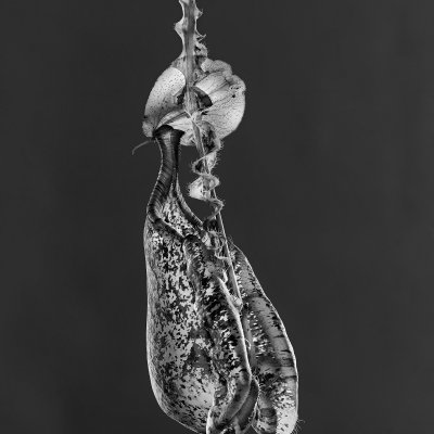 Nepenthaceae mizuho 01 A