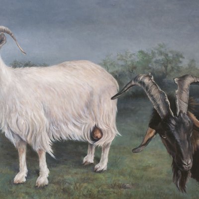 Ziege - Istrische Schönheit