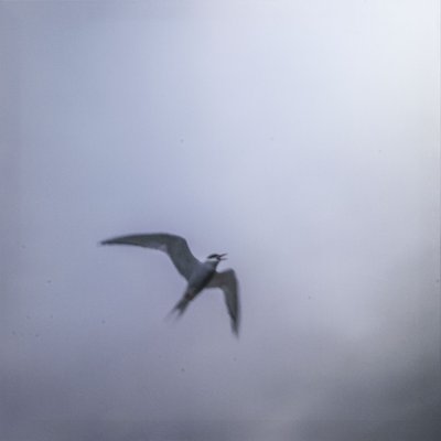 Seegull II