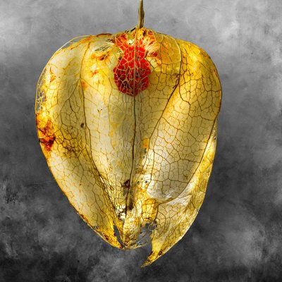 Negrepelisser Collections 0902B