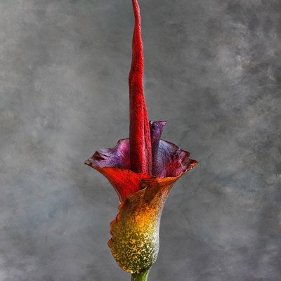 Amorphophallus Riviera