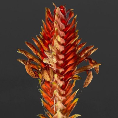 Aphelandra Flava