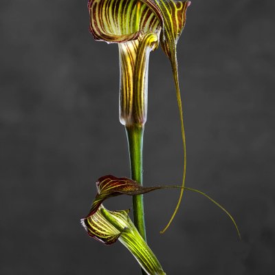 Arisaema Crubescent 01
