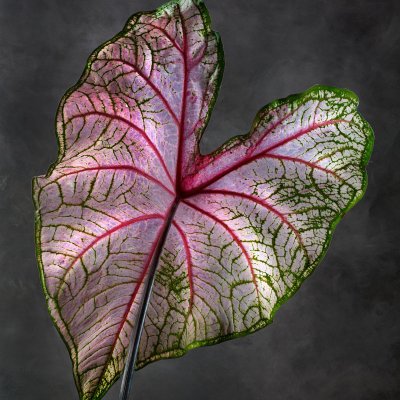Caladium Fannie Munson 01 B