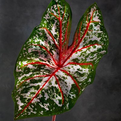 Caladium XYZ 01