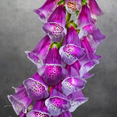 Digitalis Purpurea Fingerhut 01