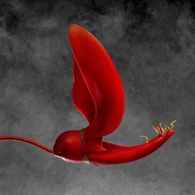 Erythrina Cristagalli