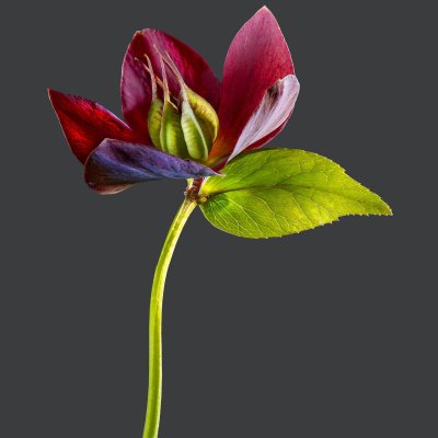 Helleborus X hybridus 01