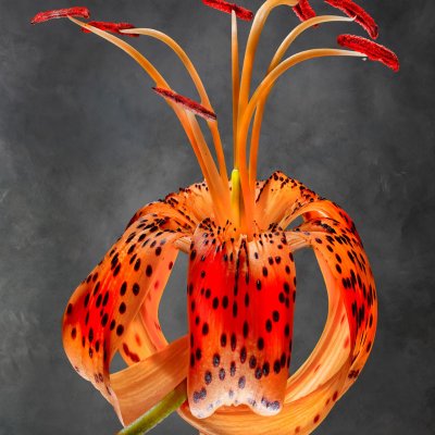 Lilium lancifolium