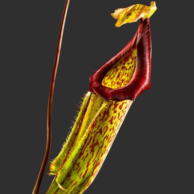 Nepenthes Mixta 01 A