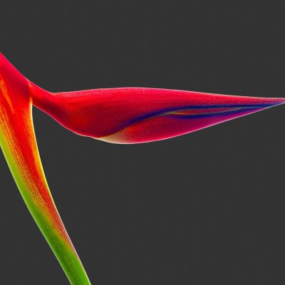 Heliconia Orthotricha