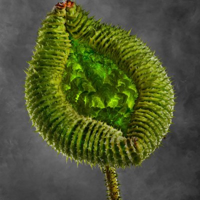 Victoria Cruziana 01B