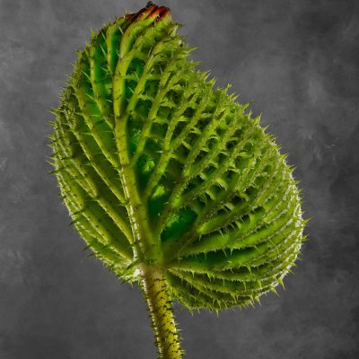 Victoria Cruziana 02B