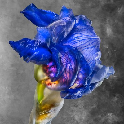 Iris Pallida Lam. Iridaceae U