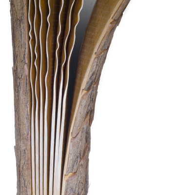 Storia di una robinia