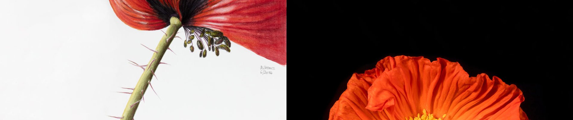 BURN-IN Mischa Skorecz Mischa Erben | Mohn