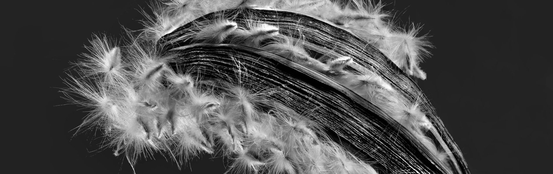 Oleander Samen 010683 SW