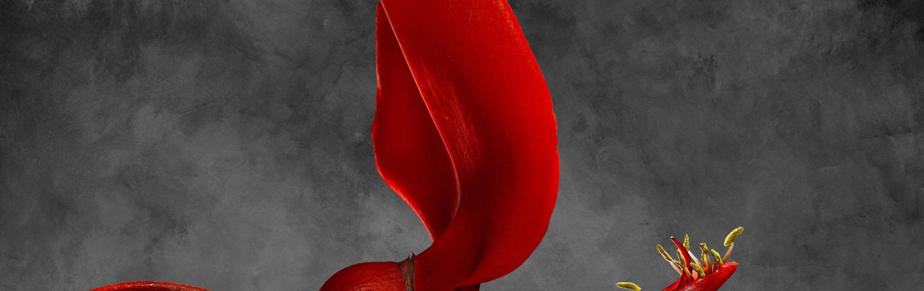 Erythrina Cristagalli