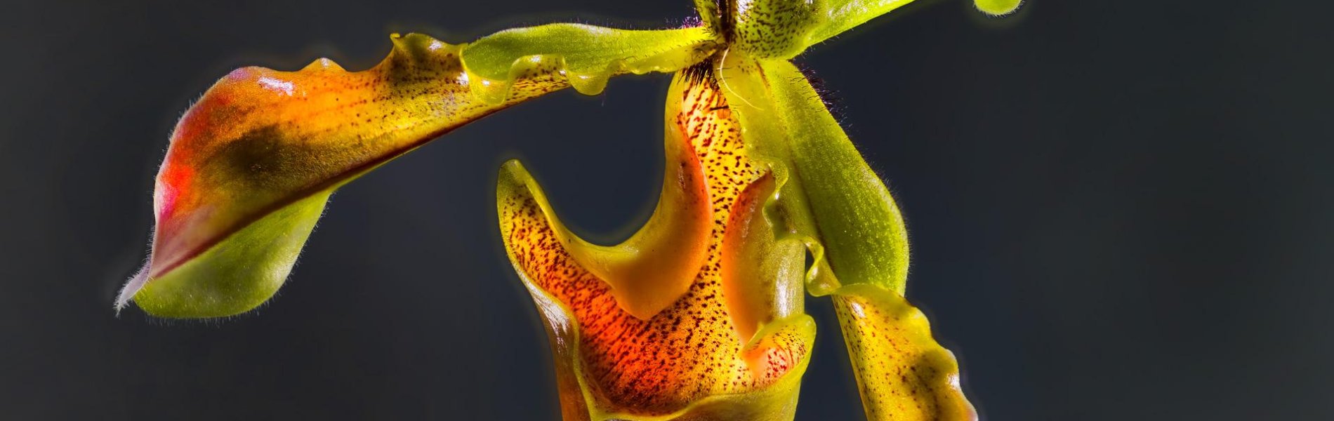 Paphiopedilum lathamianum | Orchidacea | 01 Myanmar