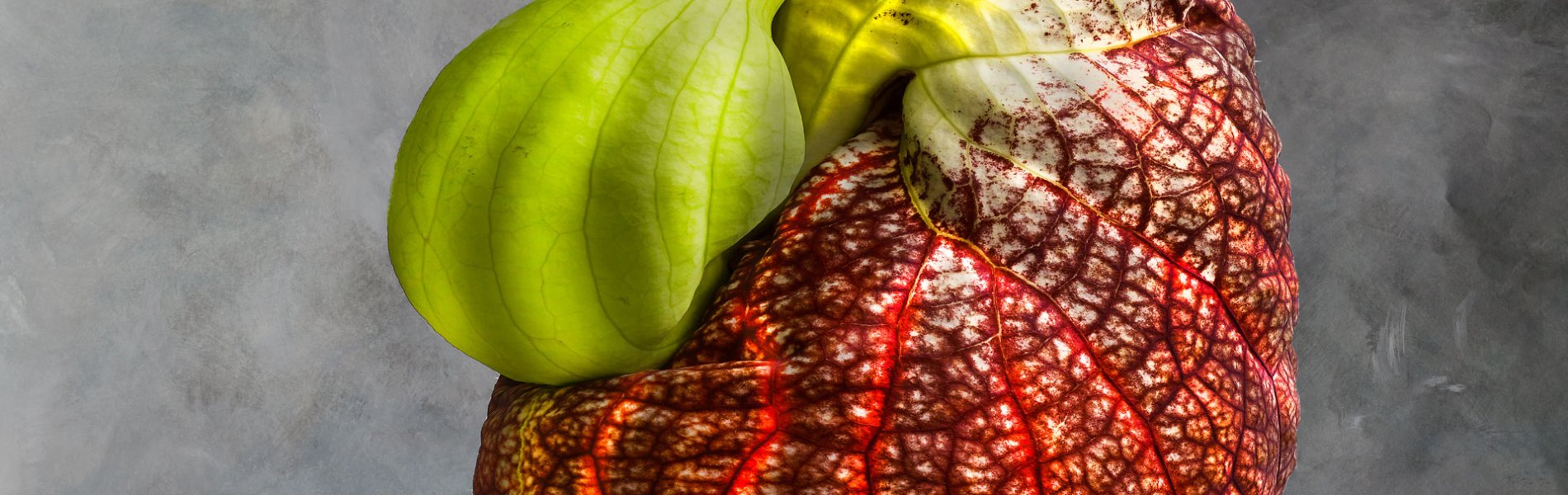 Aristolochia Gigantea 01