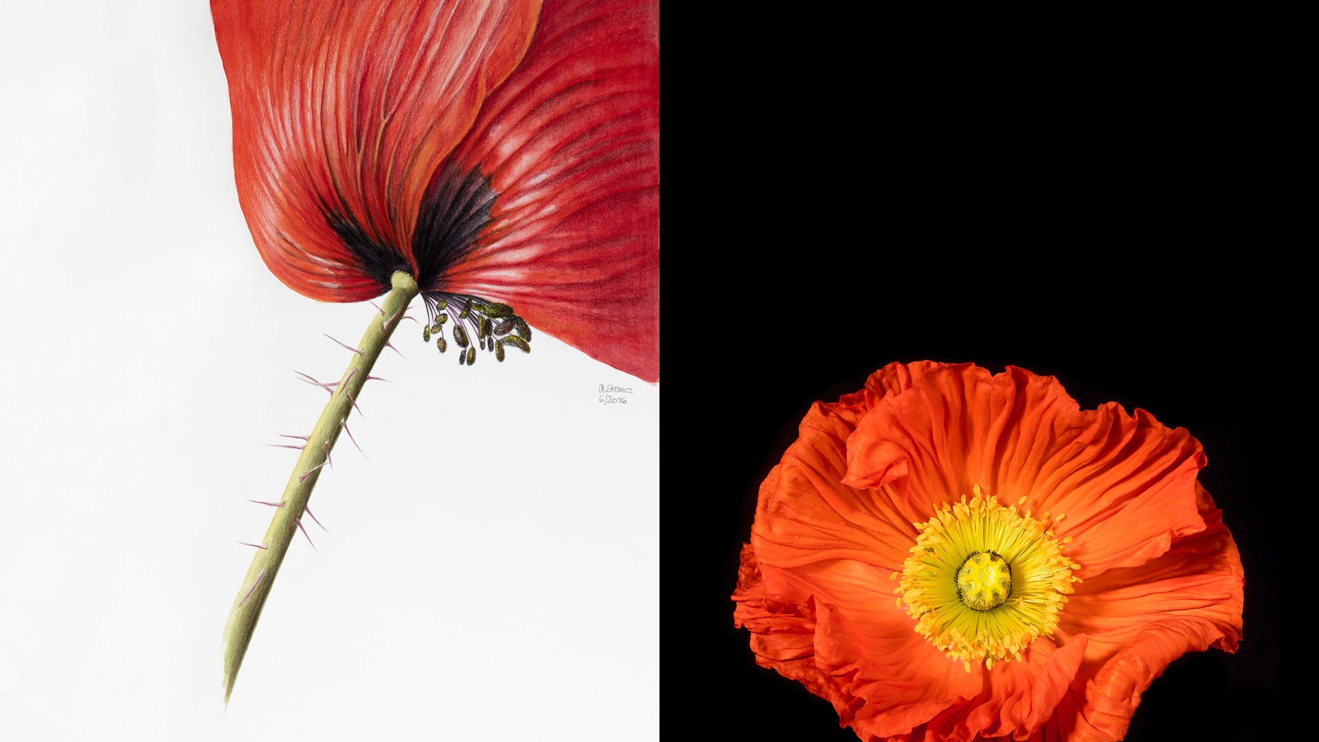 BURN-IN Mischa Skorecz Mischa Erben | Mohn