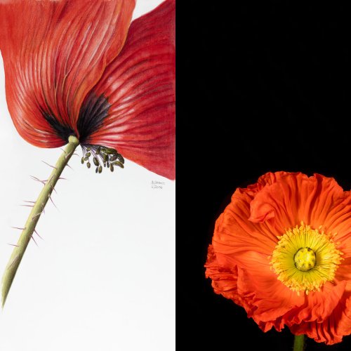 BURN-IN Mischa Skorecz Mischa Erben | Mohn