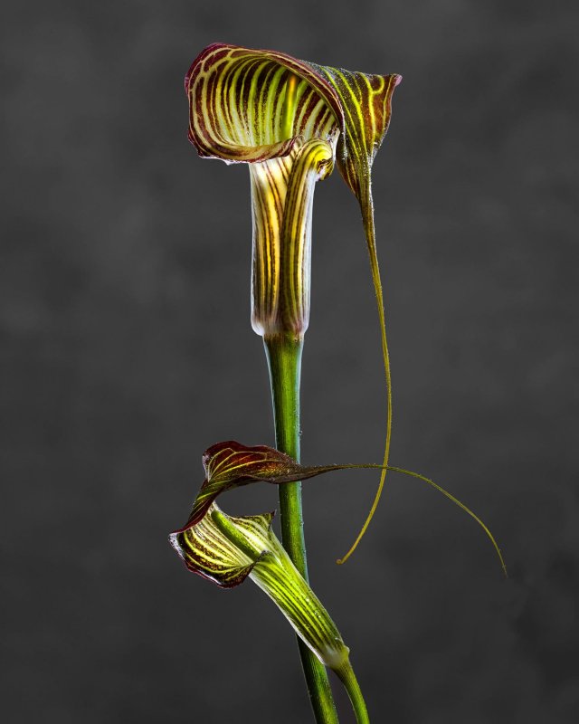 Arisaema Crubescent 01