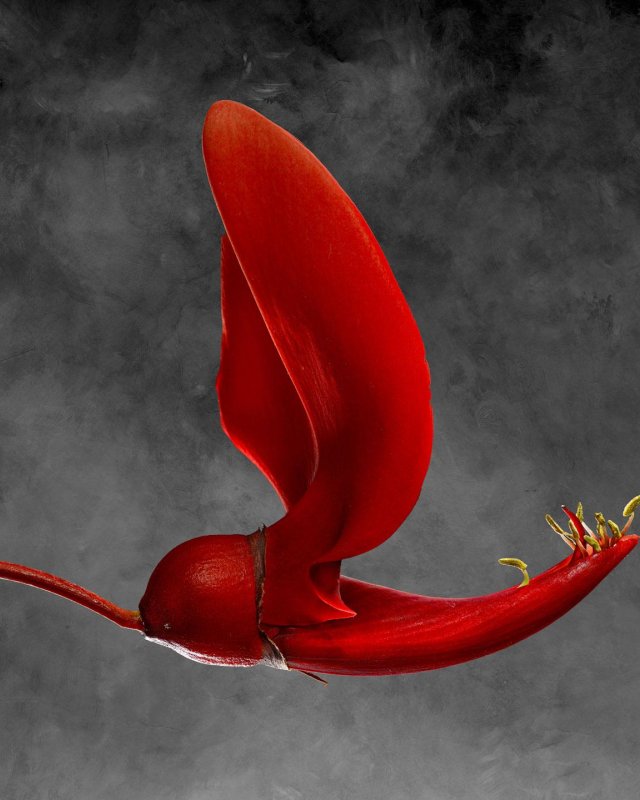 Erythrina Cristagalli