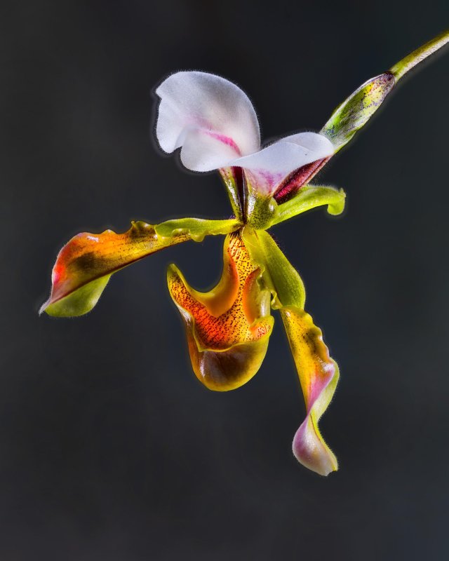 Paphiopedilum lathamianum | Orchidacea | 01 Myanmar