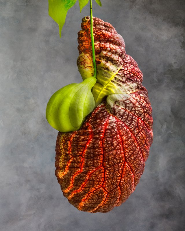 Aristolochia Gigantea 01