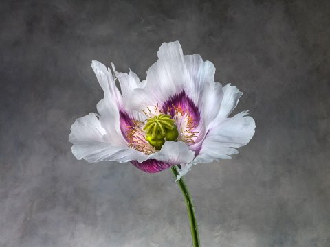 Papaver Somniferum 02B